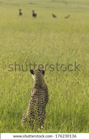 Cheetah stalking through high grasslands of Masai Mara near Little Governor\'s camp in Kenya, Africa