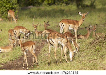 Impala at Masai Mara near Little Governor\'s camp in Kenya, Africa