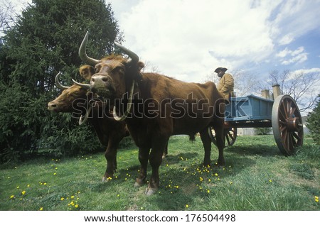 Living History scene of early colonial life in Williamsburg, Virginia showing oxen drawn wagon