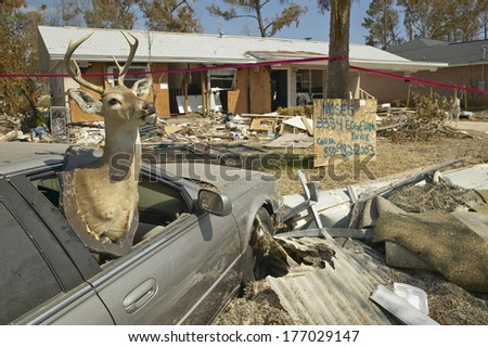 Deer in car window and debris in front of house heavily hit by Hurricane Ivan in Pensacola Florida