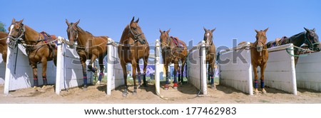 1998 World Polo Championship, Horses in stalls, Santa Barbara Polo and Racquet Club, California