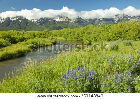 Mountain water runoff with purple lupine and mountains in Centennial Valley, near Lakeview, MT