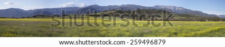 Panoramic view of Upper Ojai in spring featuring yellow mustard, California, USA, 04.26.2014