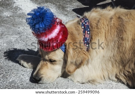 Sleeping dog with Red White and Blue Hat, July 4, Independence Day Parade, Telluride, Colorado, USA, 04.07.2014
