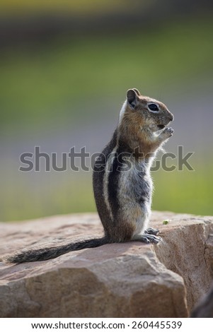 Ground squirrel, Hastings Mesa, Colorado, USA, 07.08.2014