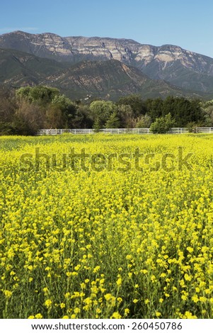 Yellow mustard and Topa Topa mountains in spring, upper Ojai, California, USA, 04.26.2014