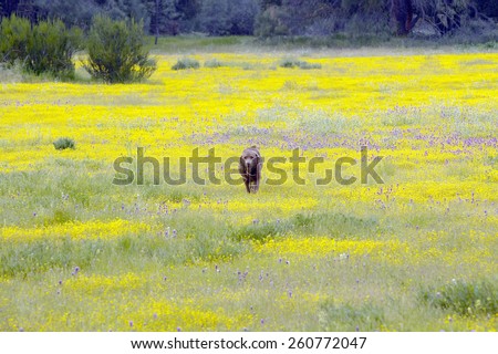 Labrador dog walking through field of Desert Gold yellow flowers off Highway 58 East of Santa Margarita, CA