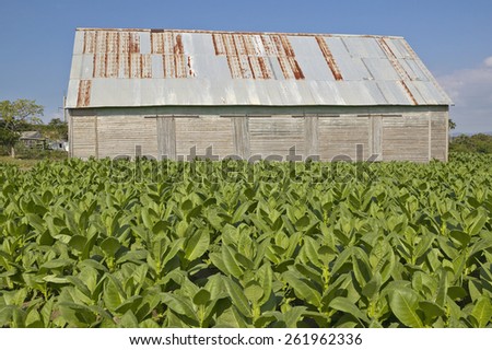 Tobacco leaves growing in sun near tobacco barn in central Cuba