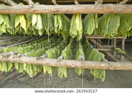 Tobacco leaves hanging out to dry in tobacco barn in central Cuba