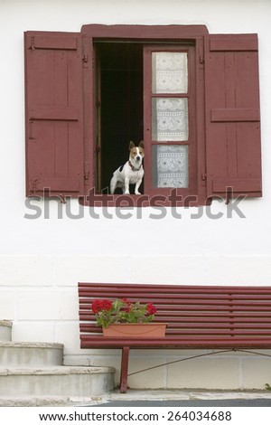 A terrier dog sits in window with red shutters in Sare, France, in Basque Country on the Spanish-French border, near St. Jean de Luz, on the Cote Basque, South West France