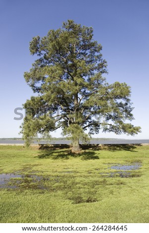 Tree growing on the precise spot on the James River, Jamestown, Virginia where the first English Colonists came to the New World and established the first permanent English Colony.