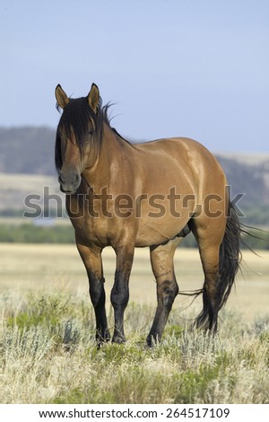 Horse known as Casanova, one of the wild horses at the Black Hills Wild Horse Sanctuary, the home to America\'s largest wild horse herd, Hot Springs, South Dakota
