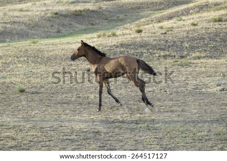 Running colt at Black Hills Wild Horse Sanctuary, the home to America\'s largest wild horse herd, Hot Springs, South Dakota