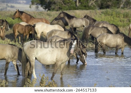 Large group of wild horses wading into pond at Black Hills Wild Horse Sanctuary, the home to America's largest wild horse herd, Hot Springs, South Dakota