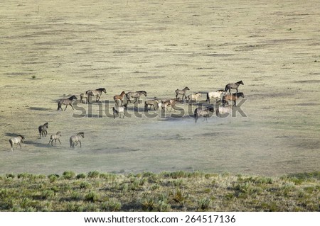 Distant shot of herd of horses at the Black Hills Wild Horse Sanctuary, the home to America's largest wild horse herd, Hot Springs, South Dakota