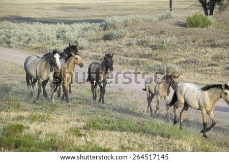 Wild horses walking along roadside of Black Hills Wild Horse Sanctuary, the home to America\'s largest wild horse herd, Hot Springs, South Dakota