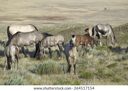 Black Hills Wild Horse Sanctuary, home to America\'s largest wild horse herd, Hot Springs, South Dakota