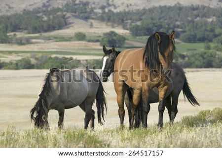 Horse known as Casanova, one of the wild horses at the Black Hills Wild Horse Sanctuary, the home to America\'s largest wild horse herd, Hot Springs, South Dakota