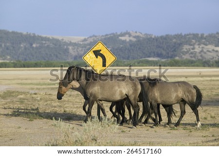 Wild horses crossing road in front of road sign at the Black Hills Wild Horse Sanctuary, the home to America\'s largest wild horse herd, Hot Springs, South Dakota