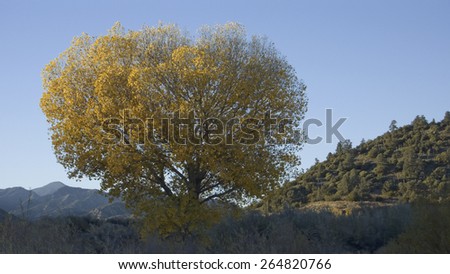 Golden cottonwood with setting sunlight near highway 33 and Lockwood Valley road, California