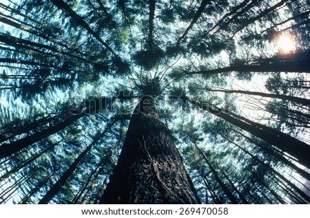 Worm\'s eye view of trees in forest, Saratoga, New York