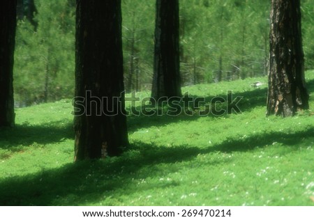 Greenery on forest floor at El Dorado National Forest, California