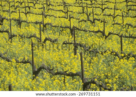 Yellow mustard plants growing among dormant grape vines, Napa Valley, California