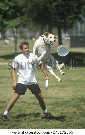 Dog and Man playing Frisbee in Canine Frisbee Contest, Westwood, Los Angeles, CA