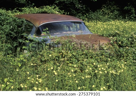 A rusting 1950s car rests in a thicket of overgrown leaves and flowers in the Blue Ridge Mountains of Virginia