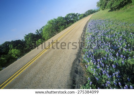 Blue bonnets and wild spring flowers along a road in Texas