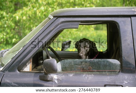 Black hound dog in window of truck