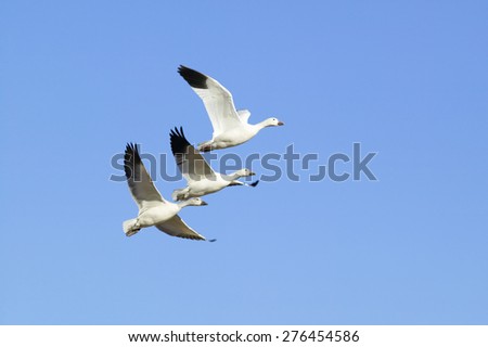 Snow geese fly in formation over the Bosque del Apache National Wildlife Refuge, near San Antonio and Socorro, New Mexico