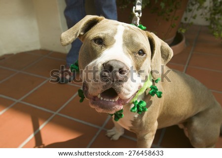 Humorous portrait of a dog with a green St. Patrick\'s Day collar on.