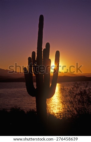 Sunrise shot of Saguaro Cactus, Roosevelt Lake, AZ