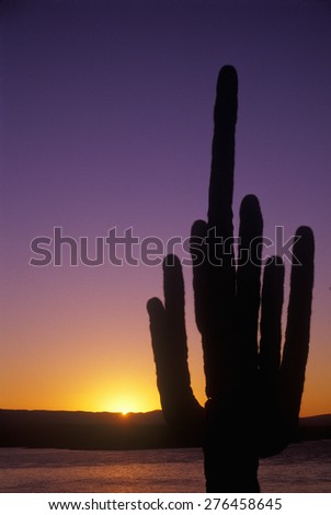 Sunrise shot of Saguaro Cactus, Roosevelt Lake, AZ