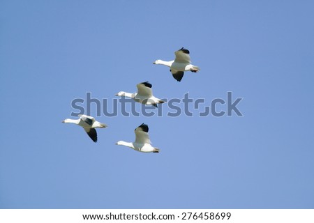 Snow geese fly in formation over the Bosque del Apache National Wildlife Refuge, near San Antonio and Socorro, New Mexico