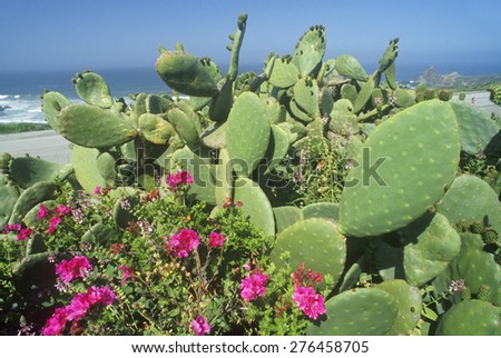 Cactus in Bloom, CA, Pacific Coast Highway