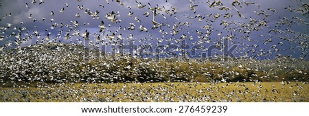 A panoramic of thousands of migrating snow geese taking flight over the Bosque del Apache National Wildlife Refuge, near San Antonio and Socorro, New Mexico