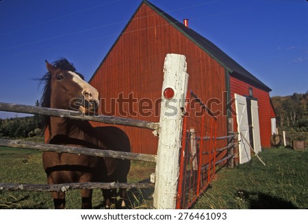 Horse and red barn, Cape Breton, Nova Scotia