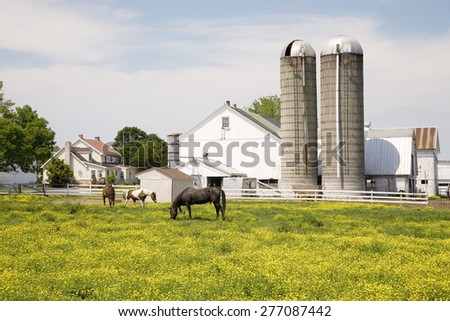 Horses grazing in yellow field in front of Pennsylvania-style barn and silos in Lancaster, Pennsylvania