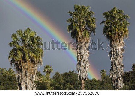 Oak View, California, USA, March 1, 2015, full rainbow over rain storm in Ojai Valley, with Palm Trees