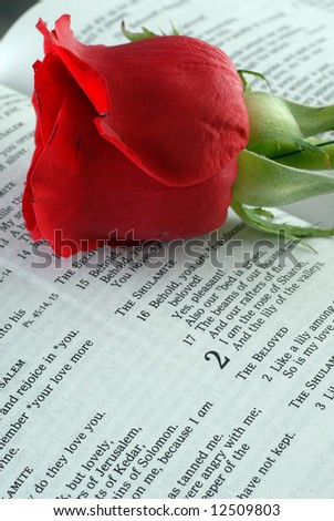 Red Rose laying on top of a Bible