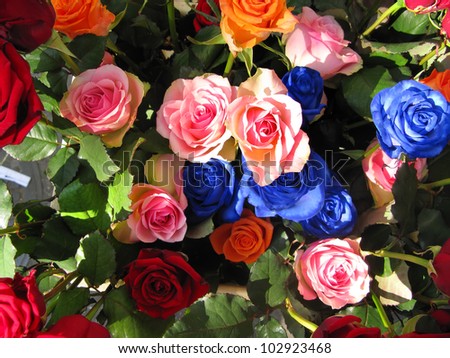 Variety of beautiful roses, red,pink and blue
