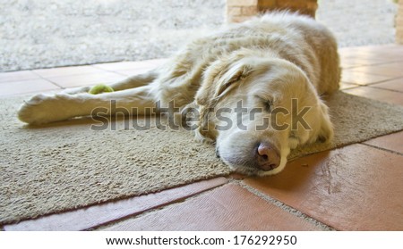 Golden retriever dog resting