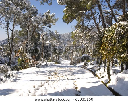 Snow covered path in a forest near Barcelona, from the big snow fall that took place on march
