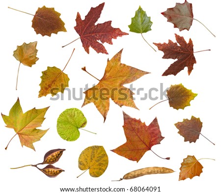 wallpaper leaf. autumn leaves background