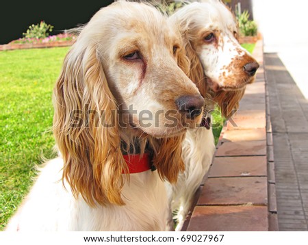 Two English Cocker Spaniel puppies playing at the garden