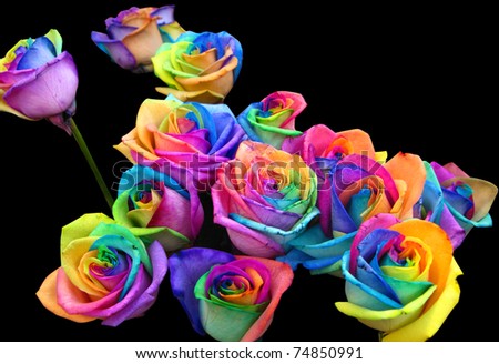 A unique and very special rainbow roses, isolated in black
