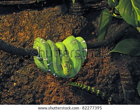 Emerald (Green Tree) Boa Snake Lying In A Trunk Stock P