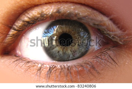 Blue iris eye in a macro picture. Closeup